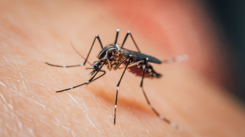 close-up photo of a mosquito on human skin