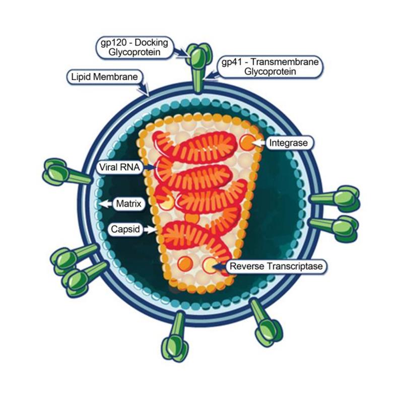 illustration depicts the ultrastructural morphology of the human immunodeficiency virus (HIV)