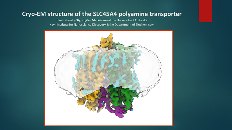 CryoEM structure of SLC454A illustration by S Markusson