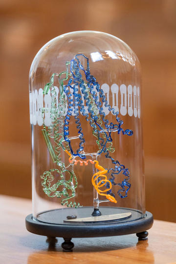 A side-on photo of a colourful glass-blown sculpture depicting an ABC transporter and interacting peptide. 